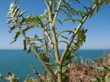 Sisymbrium altissimum. Часть побега. Краснодарский край, Темрюкский р-н, мыс Железный Рог, обрывистый глинистый приморский склон, на кромке обрыва. 29.04.2017.