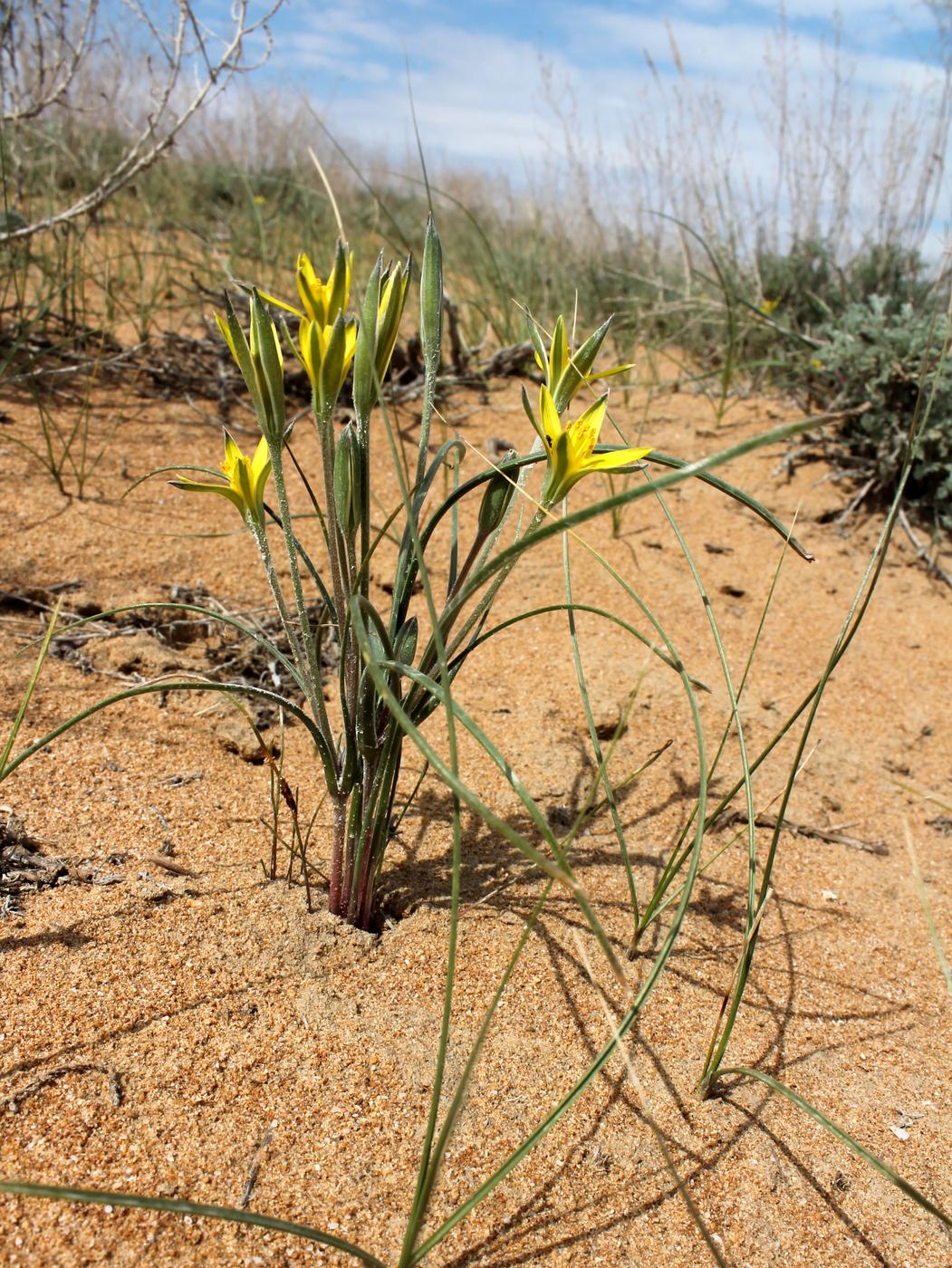 Изображение особи Gagea reticulata.