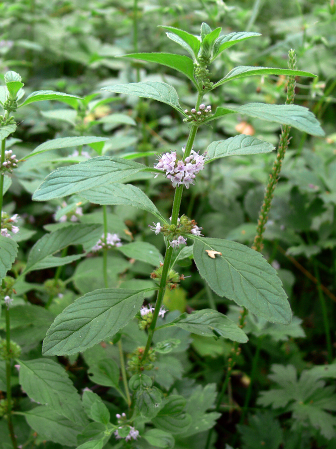 Image of Mentha arvensis specimen.