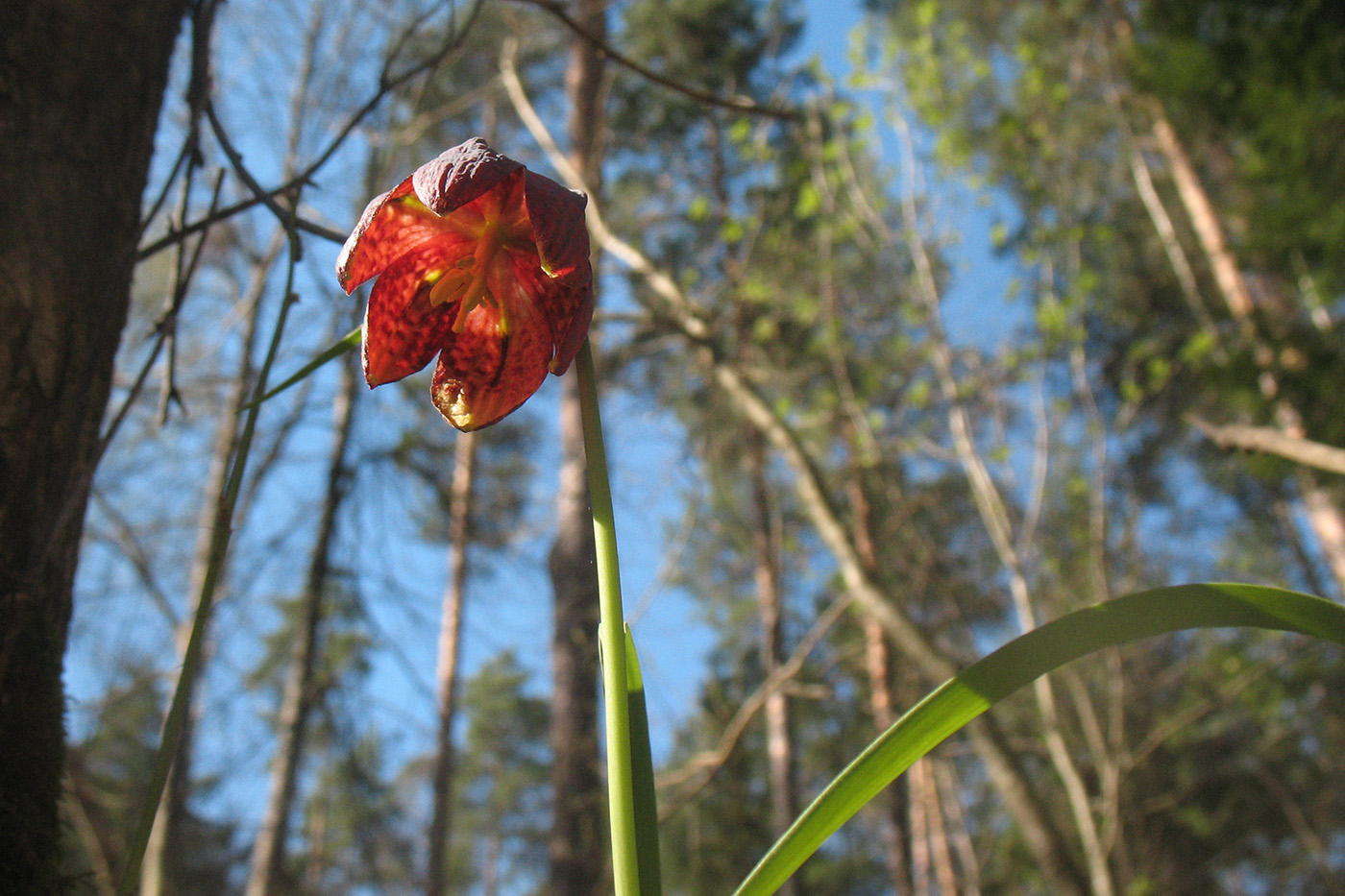 Изображение особи Fritillaria meleagris.