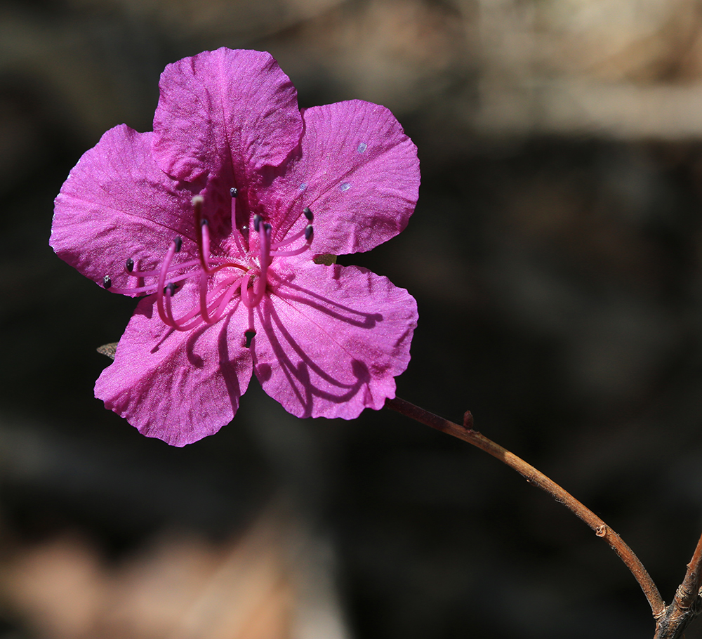 Image of Rhododendron dauricum specimen.