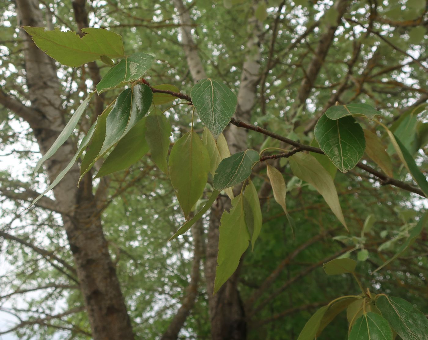 Изображение особи Populus longifolia.