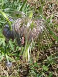 Pulsatilla dahurica