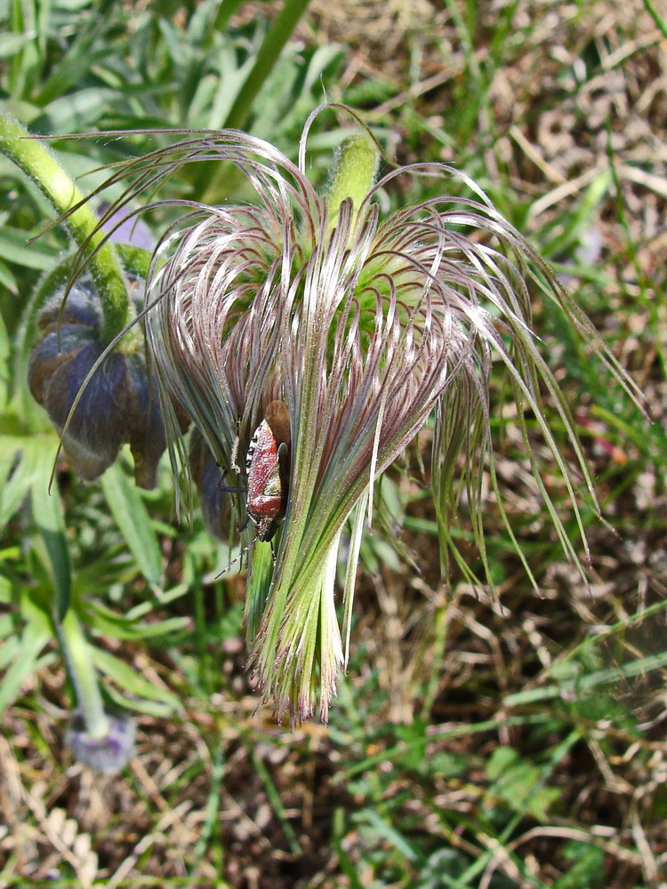 Image of Pulsatilla dahurica specimen.