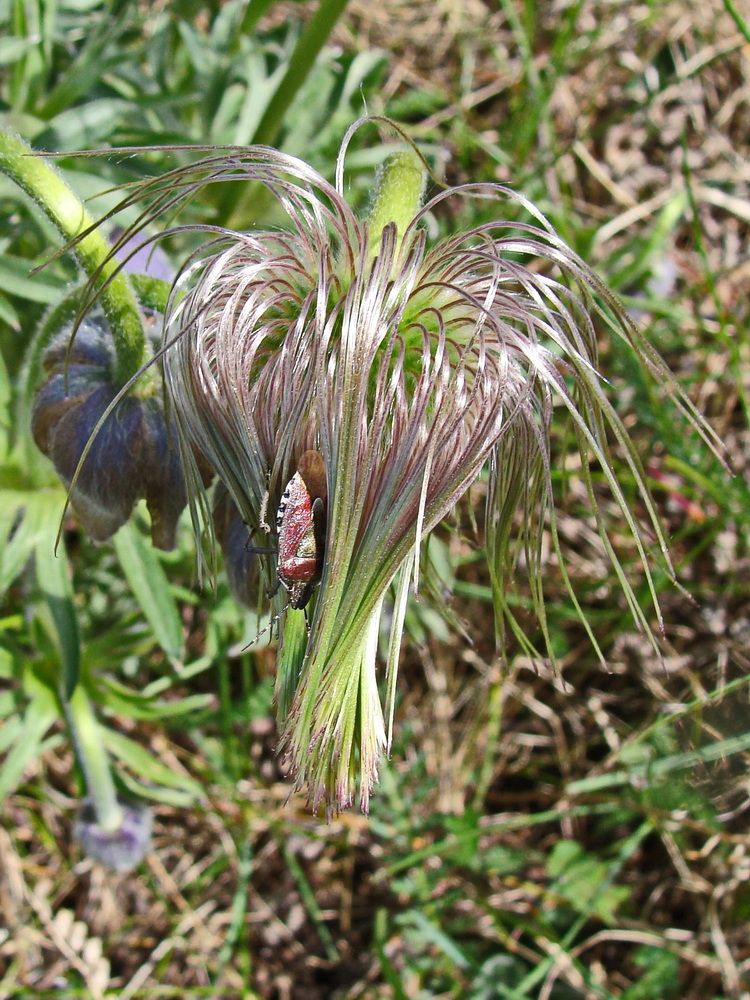 Изображение особи Pulsatilla dahurica.