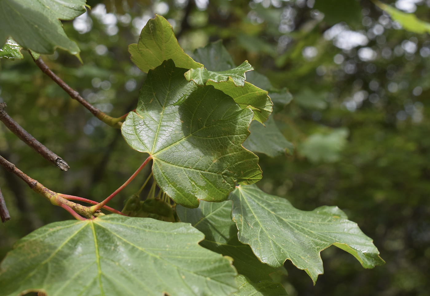 Image of Acer opalus specimen.