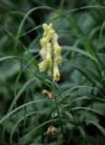 Aconitum ajanense. Соцветие. Хабаровский край, р-н им. Полины Осипенко, хр. Дуссе-Алинь, берег оз. Тюленье, ≈ 1200 м н.у.м., окраина зарослей Pinus pumila. 19.07.2021.