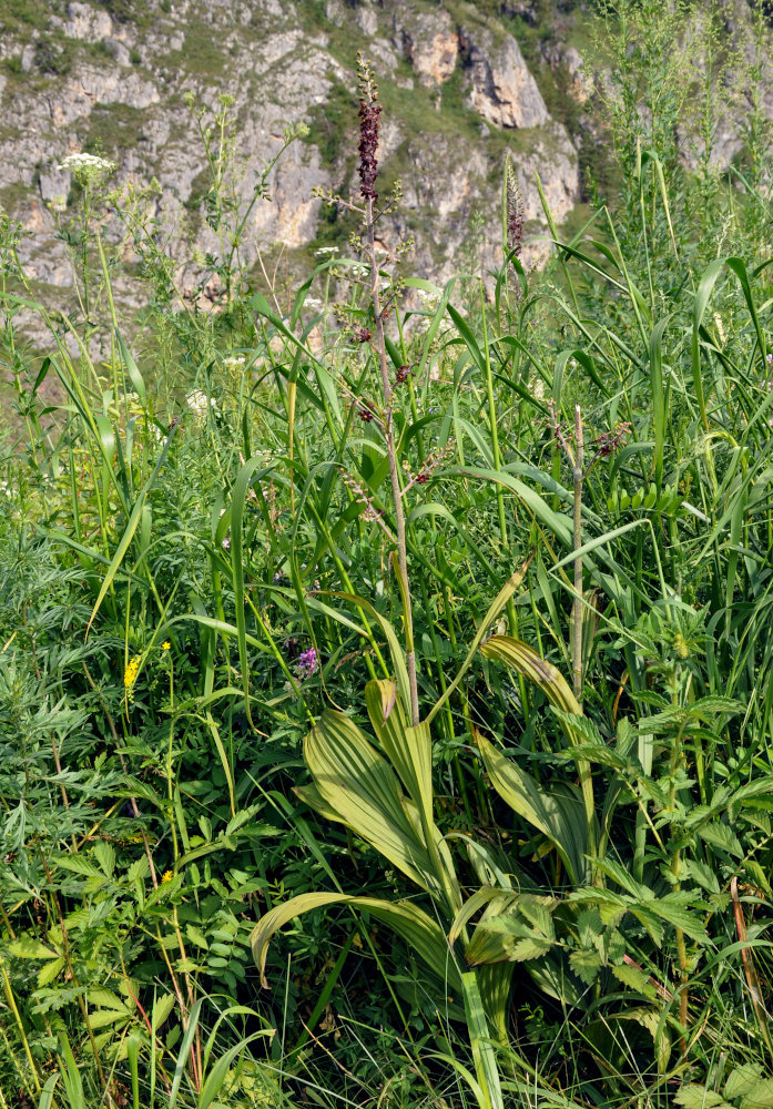 Изображение особи Veratrum nigrum.