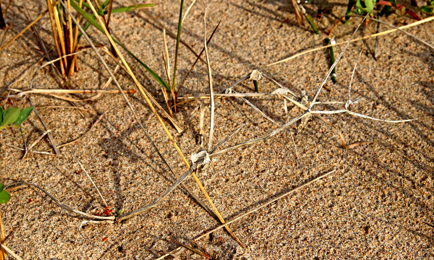 Изображение особи Lathyrus japonicus ssp. pubescens.