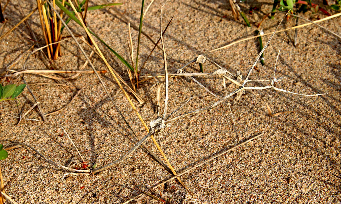 Image of Lathyrus japonicus ssp. pubescens specimen.