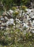 Carlina vulgaris