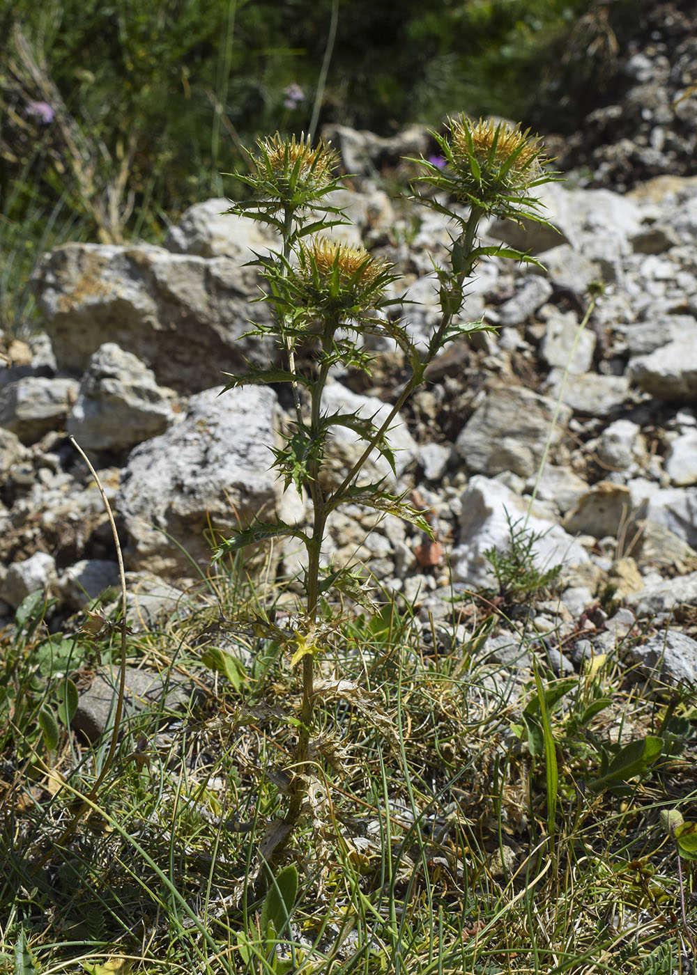 Изображение особи Carlina vulgaris.