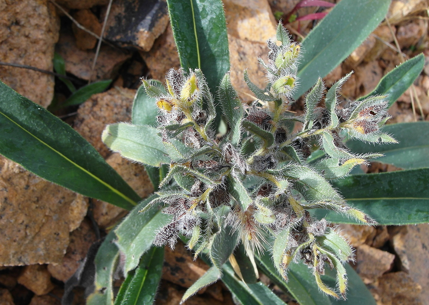 Image of Nonea pulla specimen.