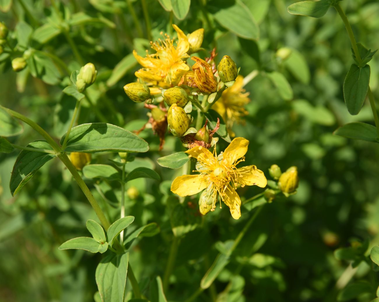 Изображение особи Hypericum maculatum.