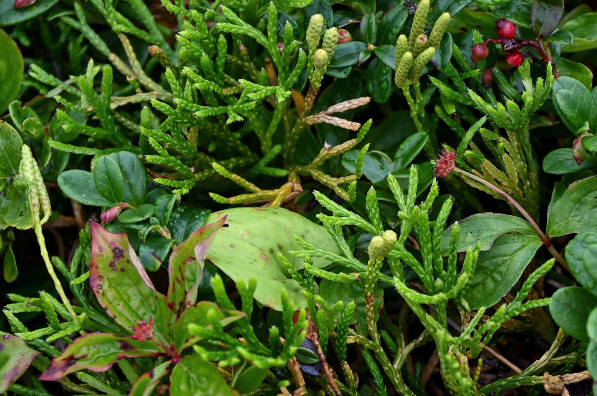 Image of Diphasiastrum complanatum specimen.