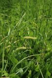 Carex vesicaria