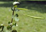 Cleome rutidosperma. Часть побега с плодом. Таиланд, Бангкок, парк Люмпини, незасеянное пространство под деревьями. 31.08.2023.