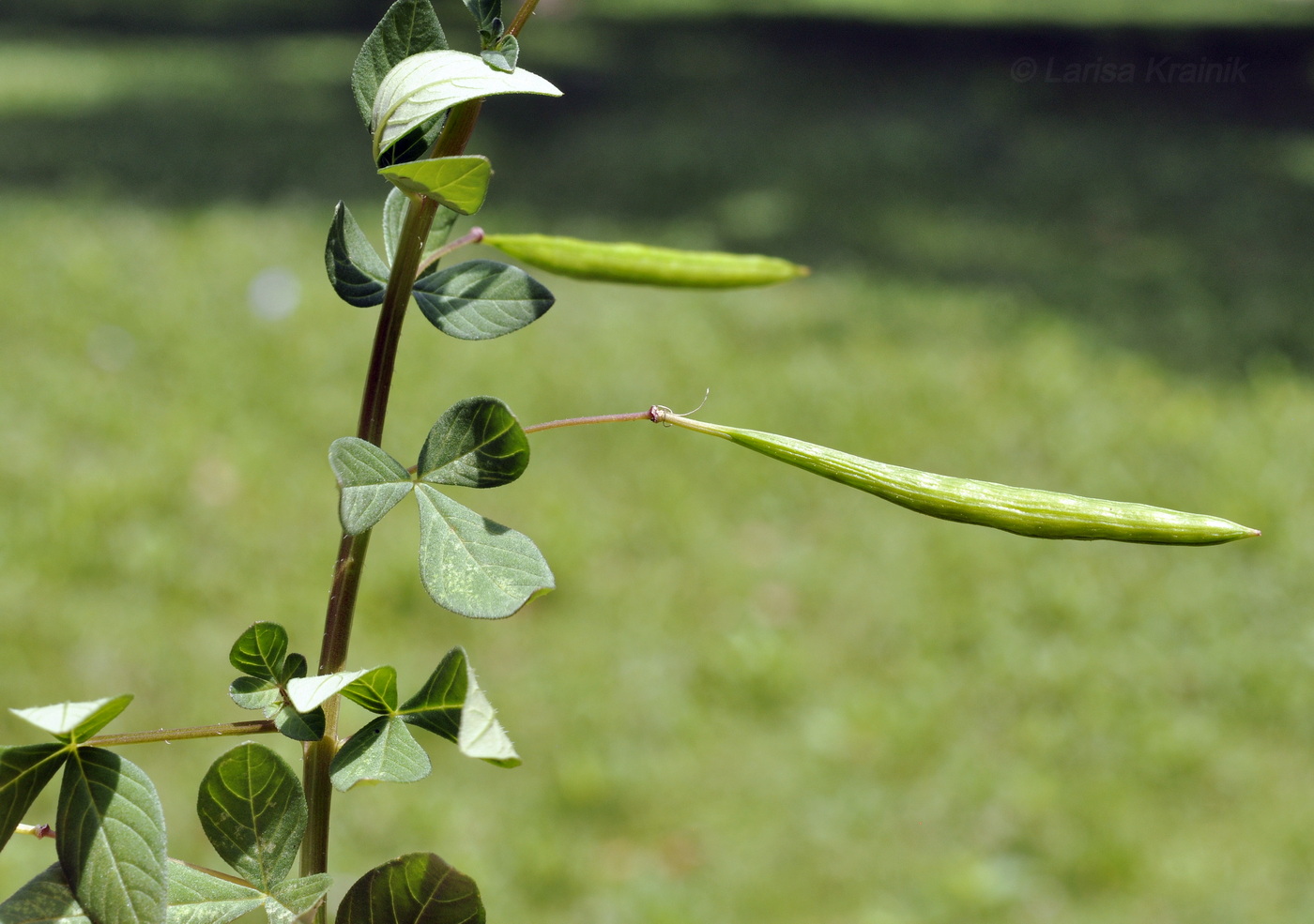 Изображение особи Cleome rutidosperma.