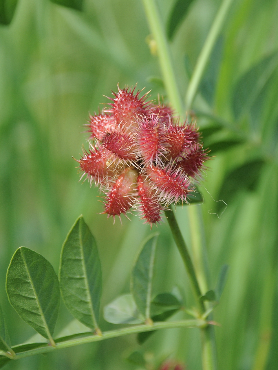 Изображение особи Glycyrrhiza echinata.