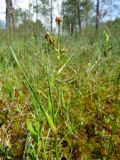 Scheuchzeria palustris