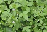 Cleome rutidosperma. Верхушки цветущих побегов. Таиланд, Бангкок, Донмыанг, жилой квартал, заросший газон. 11.09.2023.