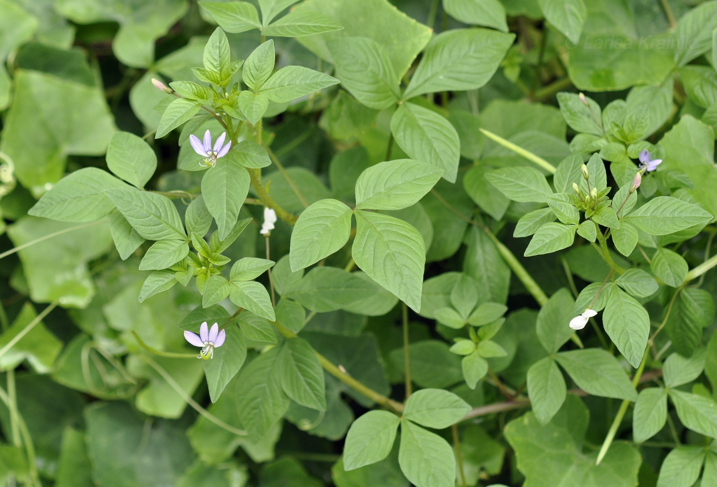 Image of Cleome rutidosperma specimen.