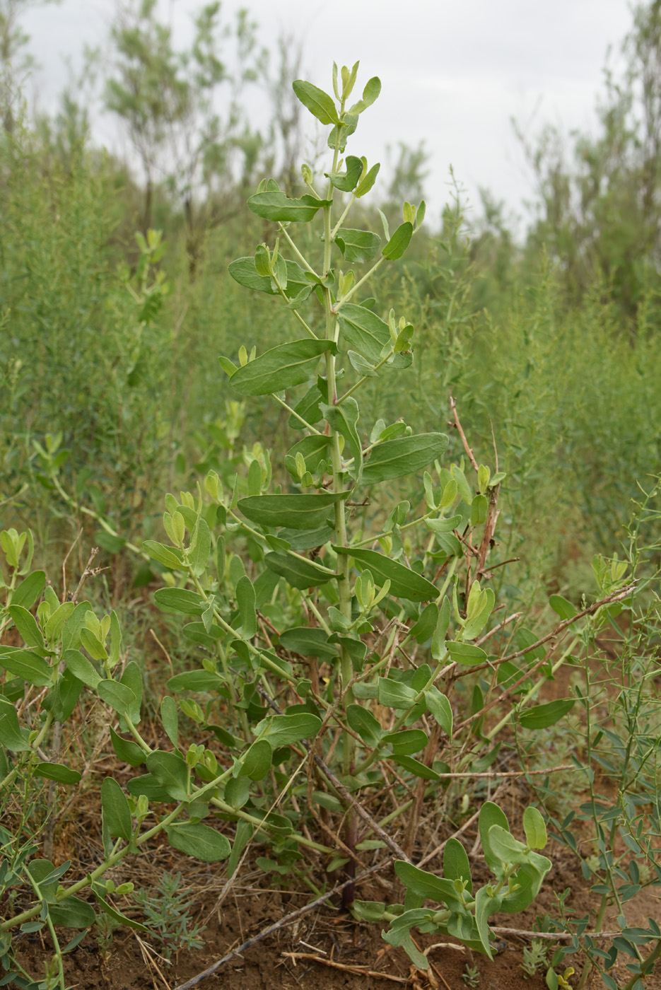 Изображение особи Karelinia caspia.