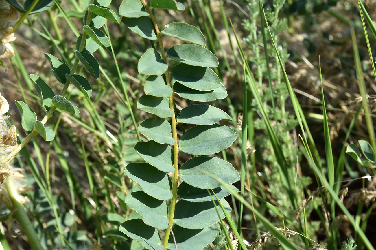 Image of Astragalus vulpinus specimen.