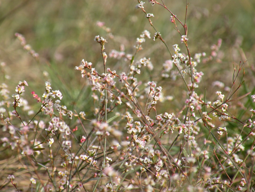 Image of Polygonum arenarium specimen.