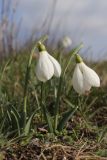 Galanthus plicatus