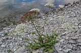 Heracleum grandiflorum. Цветущее и плодоносящее растение. Чечня, Веденский р-н, берег оз. Кезенойам, ≈ 1800 м н.у.м., каменистый участок берега. 25.07.2022.