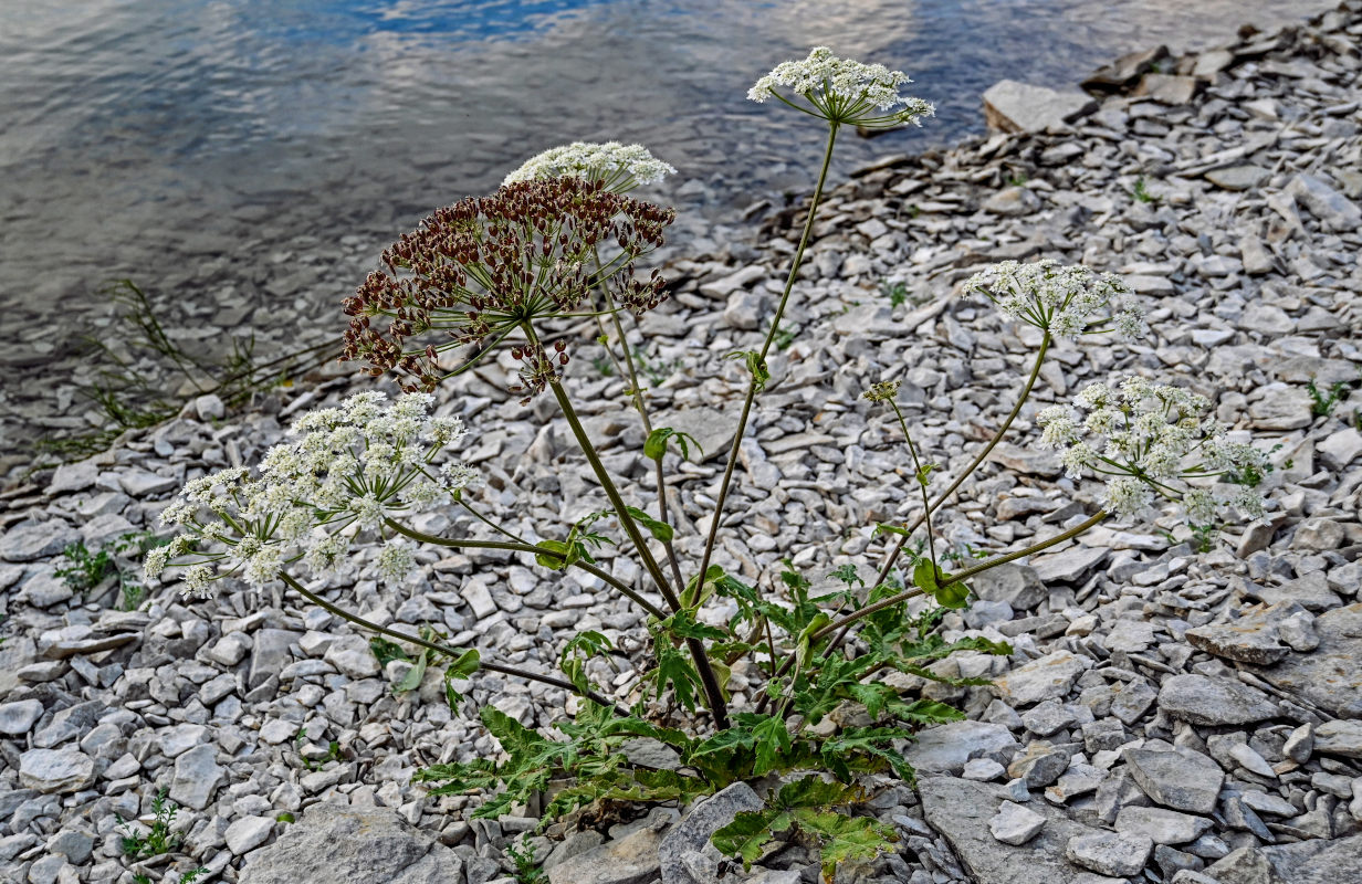 Изображение особи Heracleum grandiflorum.