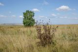 genus Centaurea. Плодоносящее растение. Башкортостан, Баймакский р-н, Темясовский сельсовет, окр. дер. Сакмар, степь. 4 сентября 2023 г.