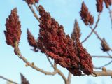 Rhus typhina