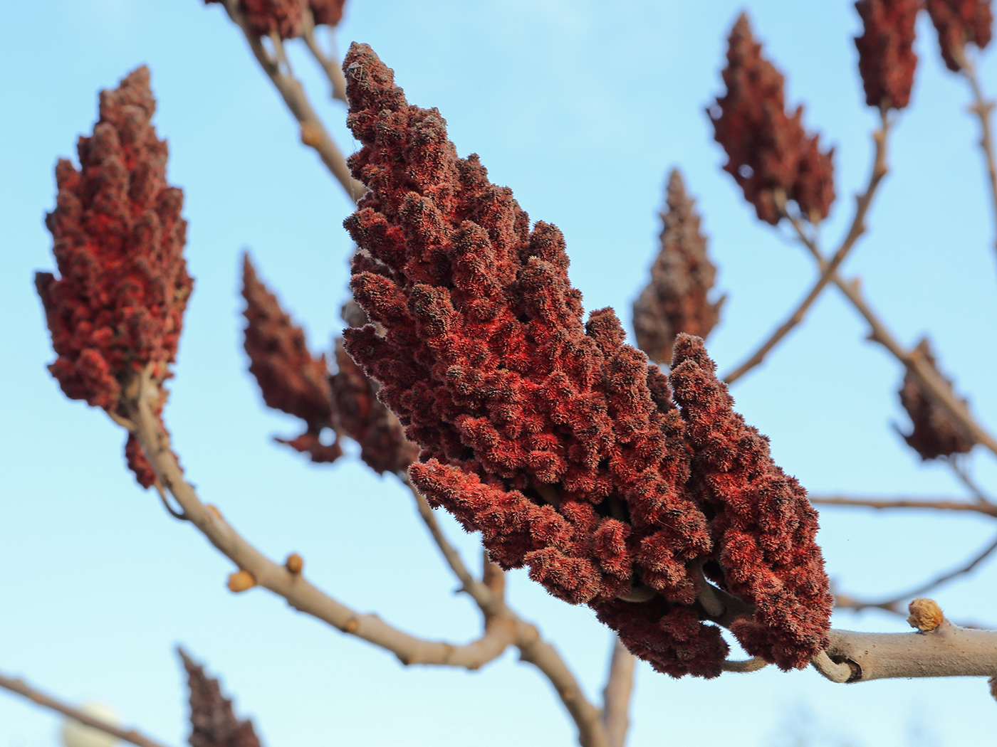 Изображение особи Rhus typhina.