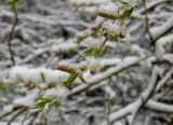 род Salix. Верхушка цветущей веточки в снегу. Беларусь, Минская обл., Мядельский р-н, национальный парк \"Нарочанский\", окр. санатория \"Журавушка\" в низменном влажном месте бора возле лесной дороги. 04.04.2024.