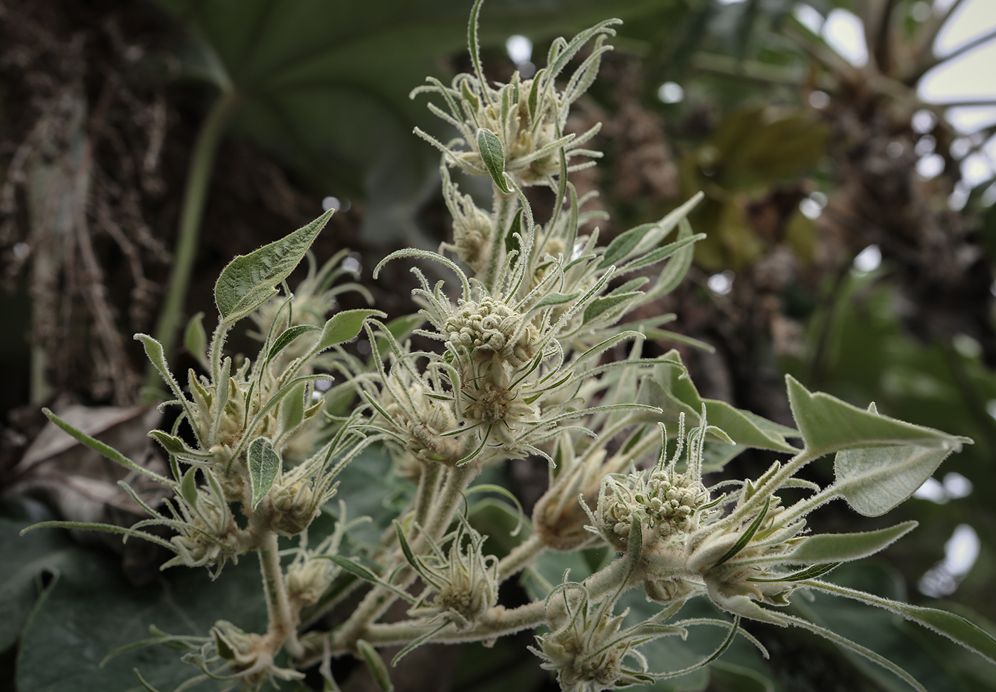 Image of Tetrapanax papyrifer specimen.
