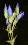 Gentiana olivieri