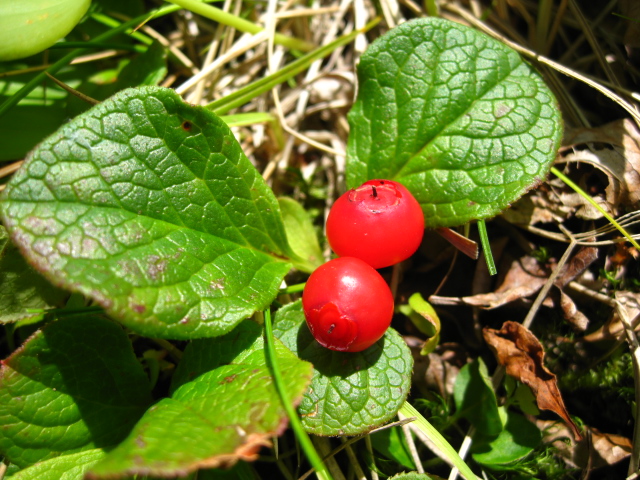 Image of Vaccinium praestans specimen.