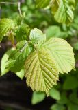 Corylus avellana