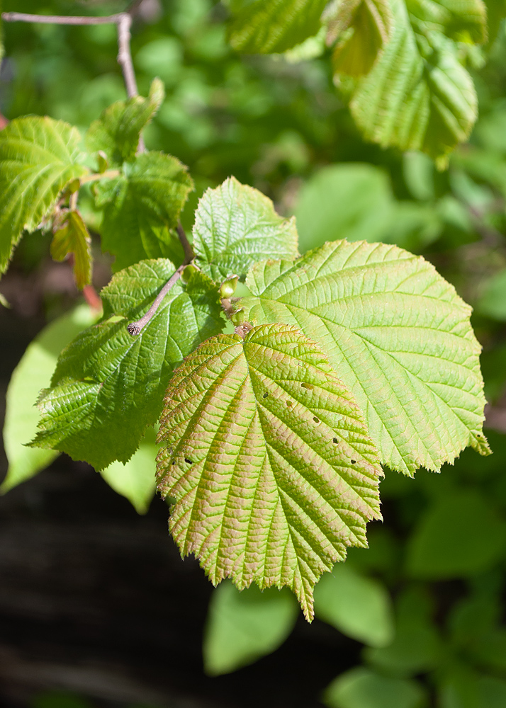 Image of Corylus avellana specimen.