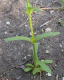 Valerianella dentata