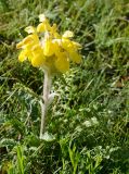 Phlomoides speciosa
