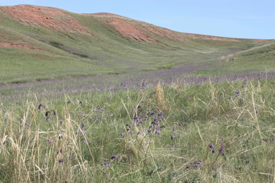 Изображение особи Salvia nutans.