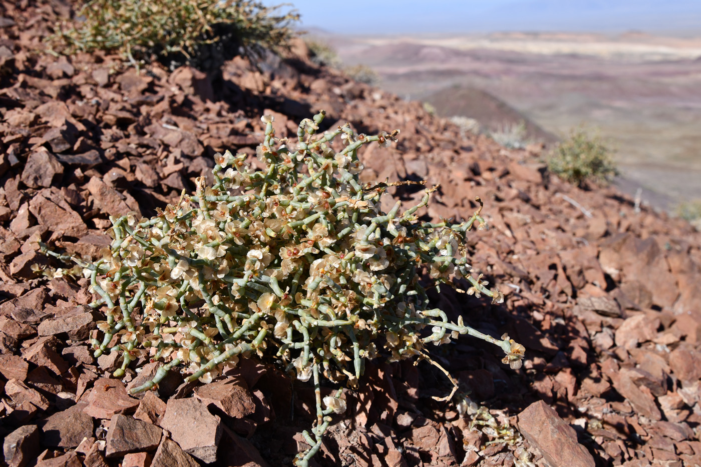 Image of Anabasis truncata specimen.