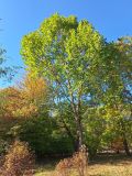 Смотреть изображение Platanus occidentalis