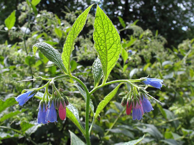 Изображение особи Symphytum asperum.