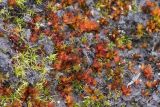 род Bryum