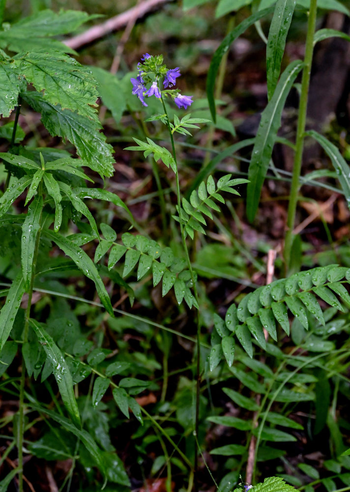 Изображение особи Polemonium caeruleum.