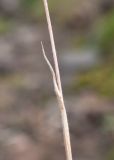 Trisetum spicatum